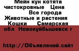 Мейн-кун котята чистокровные › Цена ­ 25 000 - Все города Животные и растения » Кошки   . Самарская обл.,Новокуйбышевск г.